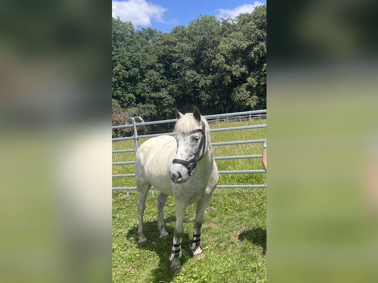 Camargue Mix Castrone 13 Anni 138 cm Grigio trotinato in Gempen