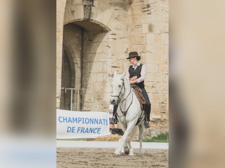 Camargue Castrone 14 Anni 148 cm Grigio in Istres