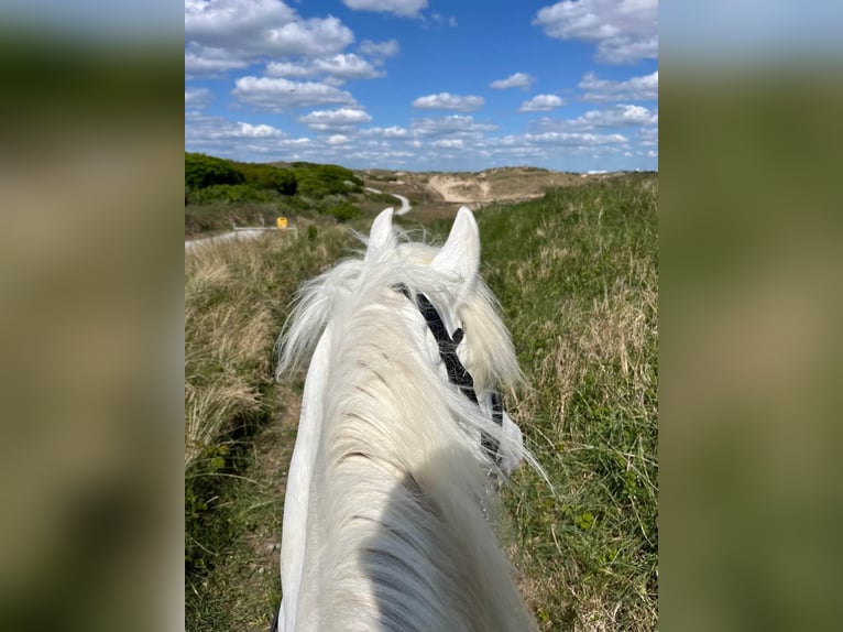 Camargue Castrone 15 Anni 150 cm Grigio in Groenekan