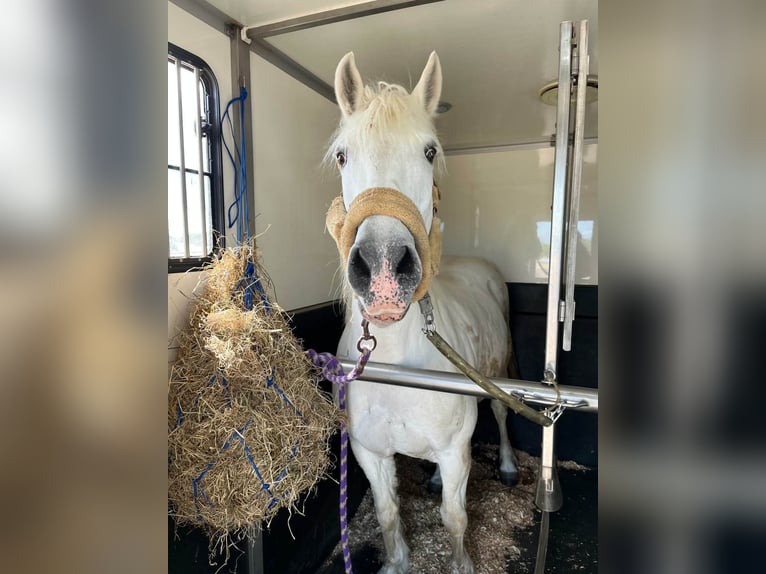 Camargue Castrone 15 Anni 150 cm Grigio in Groenekan