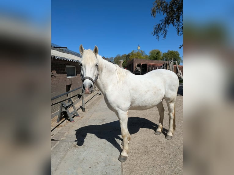 Camargue Castrone 15 Anni 150 cm Grigio in Groenekan