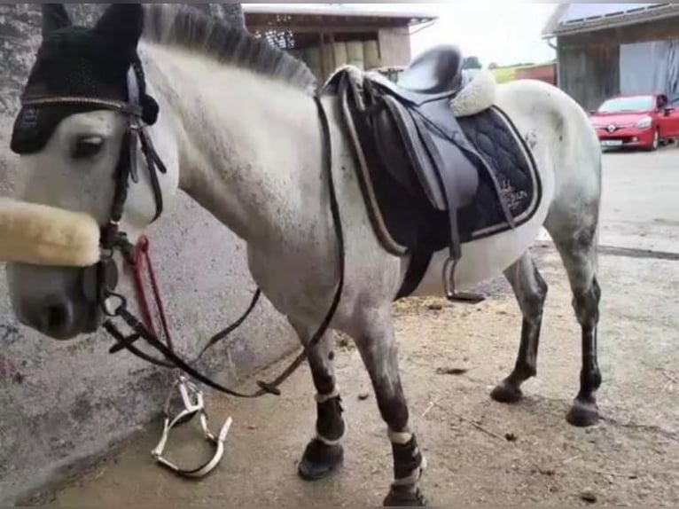 Camargue Mix Castrone 16 Anni 143 cm Grigio in Dauchingen