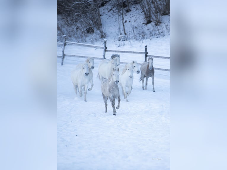 Camargue Castrone 2 Anni 147 cm Grigio in Scheffau am Wilden Kaiser