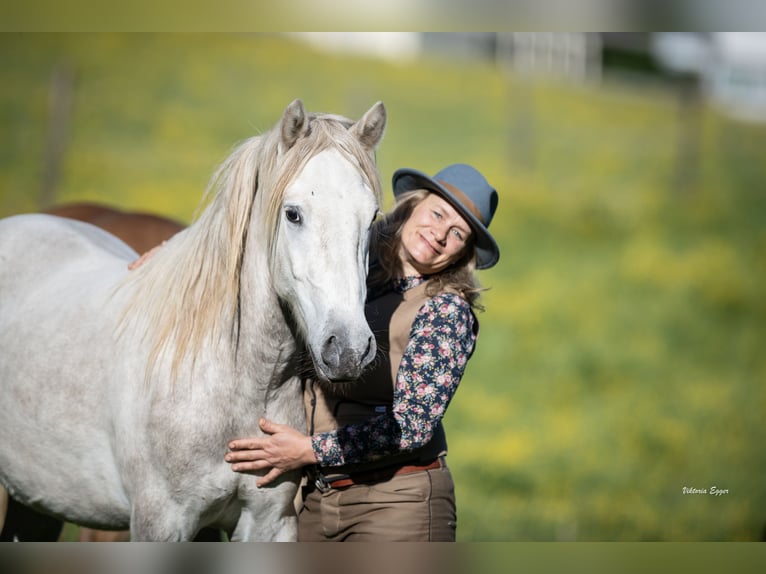 Camargue Castrone 2 Anni 147 cm Grigio in Scheffau am Wilden Kaiser