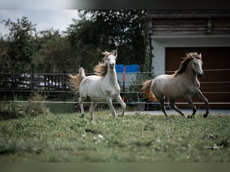 Camargue Castrone 2 Anni 147 cm Grigio in Scheffau am Wilden Kaiser
