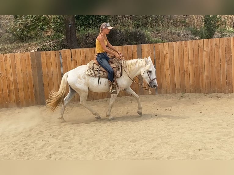 Camargue Castrone 3 Anni 143 cm in Velbert