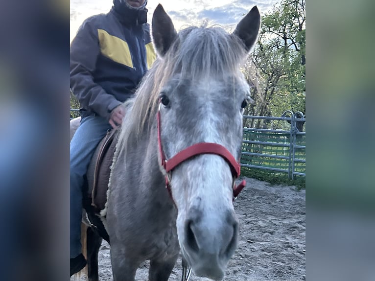 Camargue Castrone 3 Anni 148 cm Grigio in Mudau