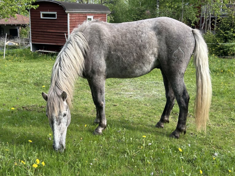 Camargue Castrone 3 Anni 148 cm Grigio in Mudau