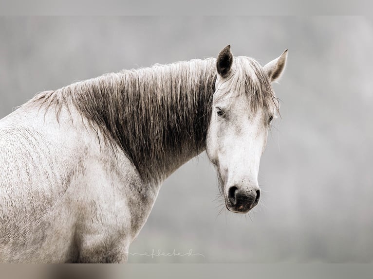 Camargue Castrone 4 Anni 148 cm Grigio in Mörel-Filet