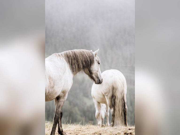 Camargue Castrone 4 Anni 148 cm Grigio in Mörel-Filet