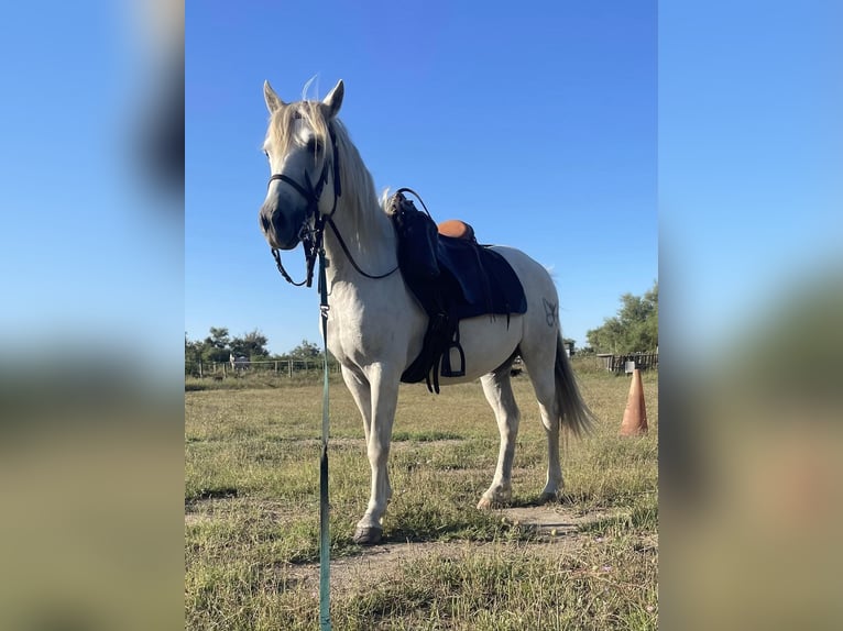 Camargue Castrone 5 Anni 135 cm Grigio in Saintes-Maries-de-la-Mer