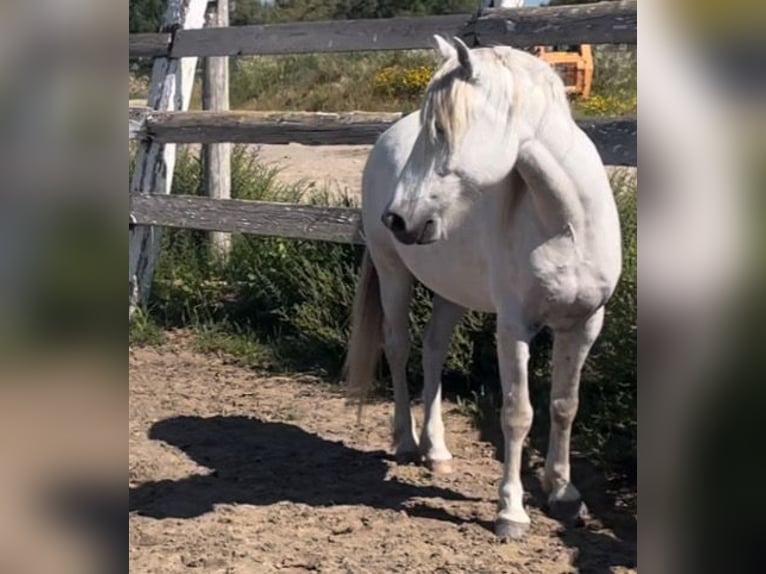 Camargue Castrone 5 Anni 135 cm Grigio in Saintes-Maries-de-la-Mer