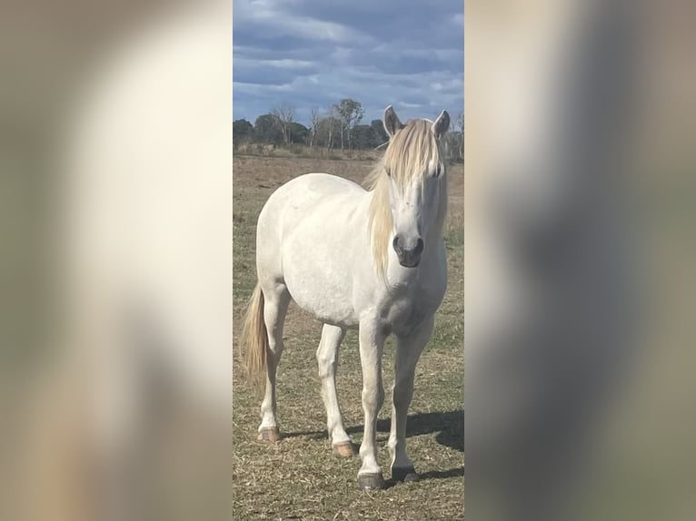 Camargue Castrone 5 Anni 135 cm Grigio in Saintes-Maries-de-la-Mer