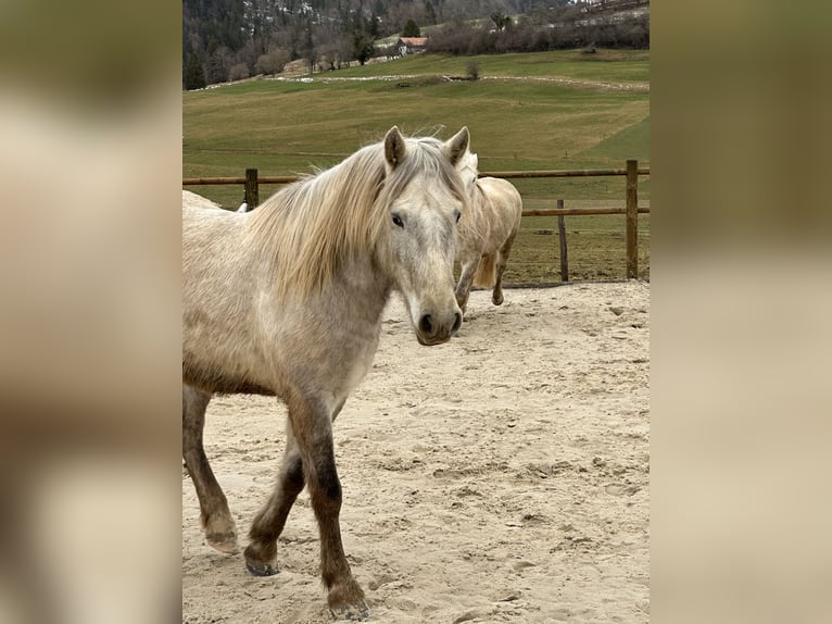Camargue Castrone 5 Anni 145 cm Grigio in Châtelat
