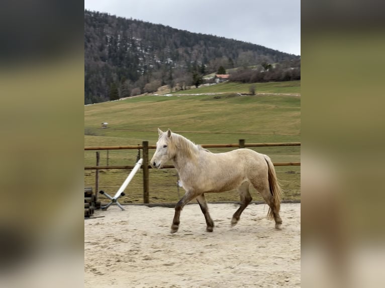Camargue Castrone 5 Anni 145 cm Grigio in Châtelat