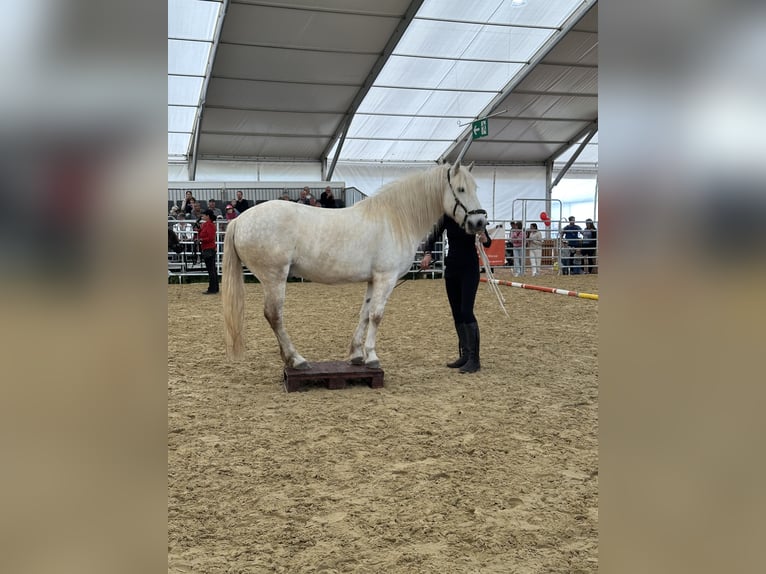 Camargue Castrone 6 Anni 152 cm Grigio in Châtelat