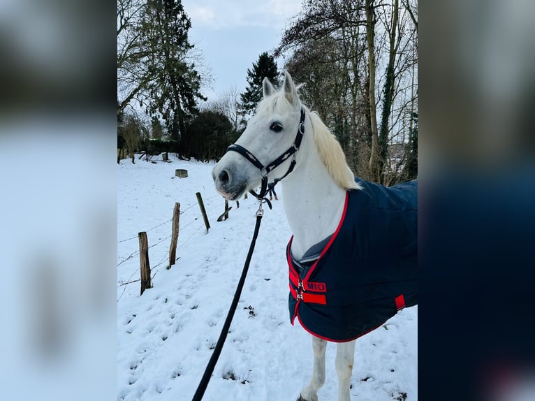 Camargue Castrone 9 Anni 146 cm Bianco in Poucet