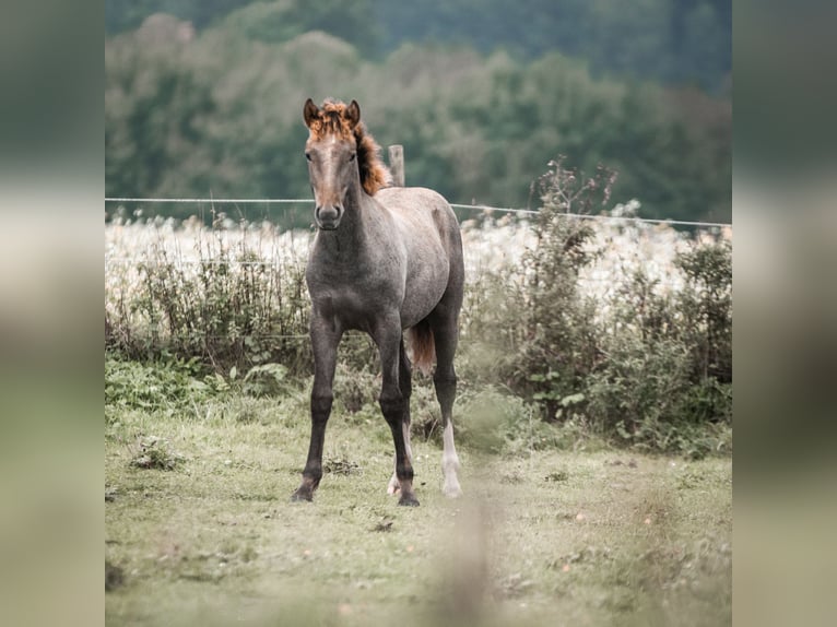 Camargue Étalon 1 Année Gris in Bad Essen