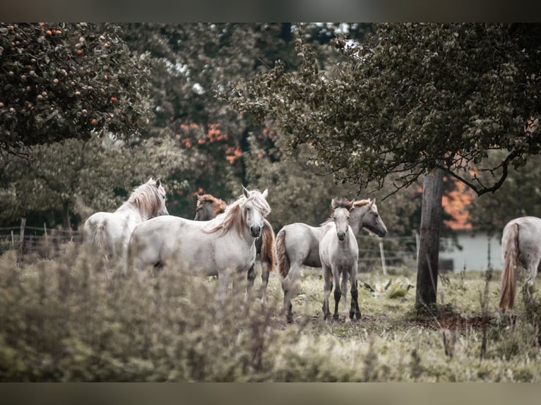 Camargue Étalon 1 Année Gris in Bad Essen