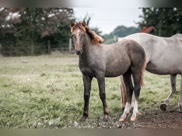 Camargue Étalon 1 Année Gris in Bad Essen