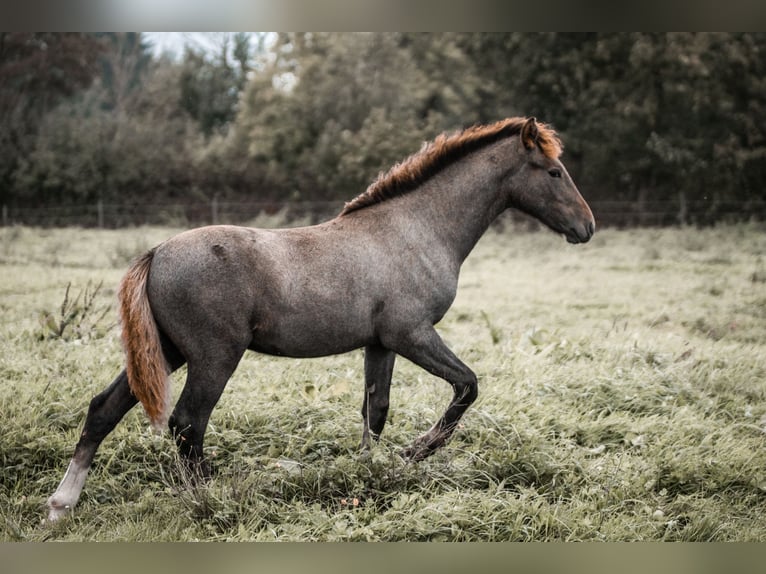 Camargue Étalon 1 Année Gris in Bad Essen