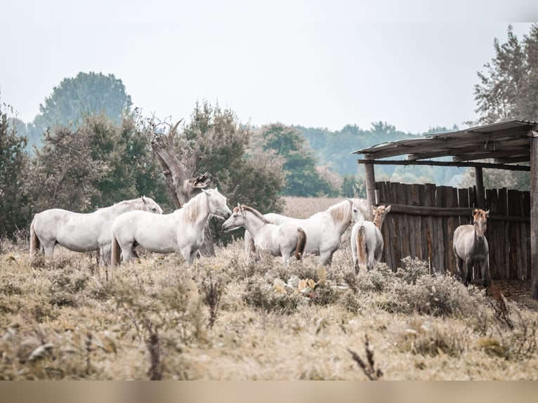 Camargue Étalon 1 Année Gris in Bad Essen