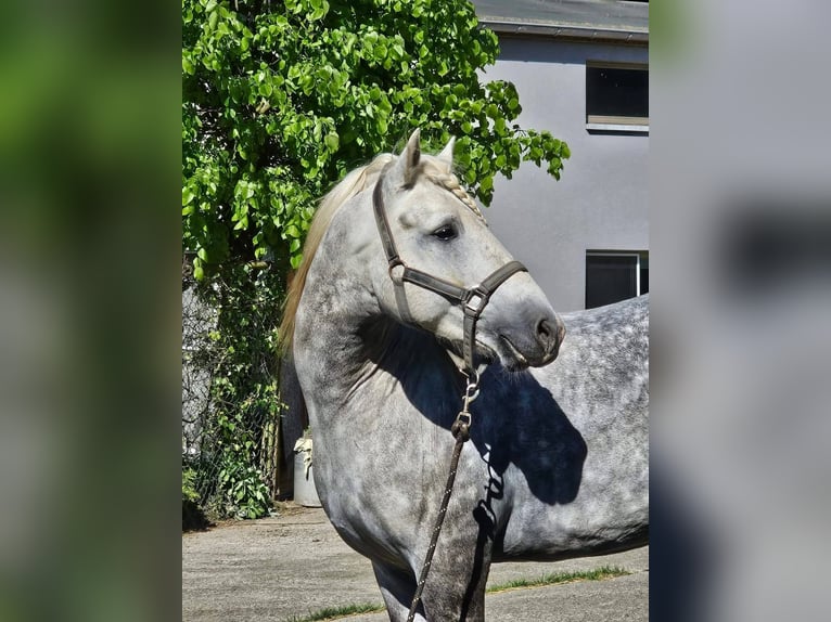 Camargue Étalon Gris in Saint Benoit