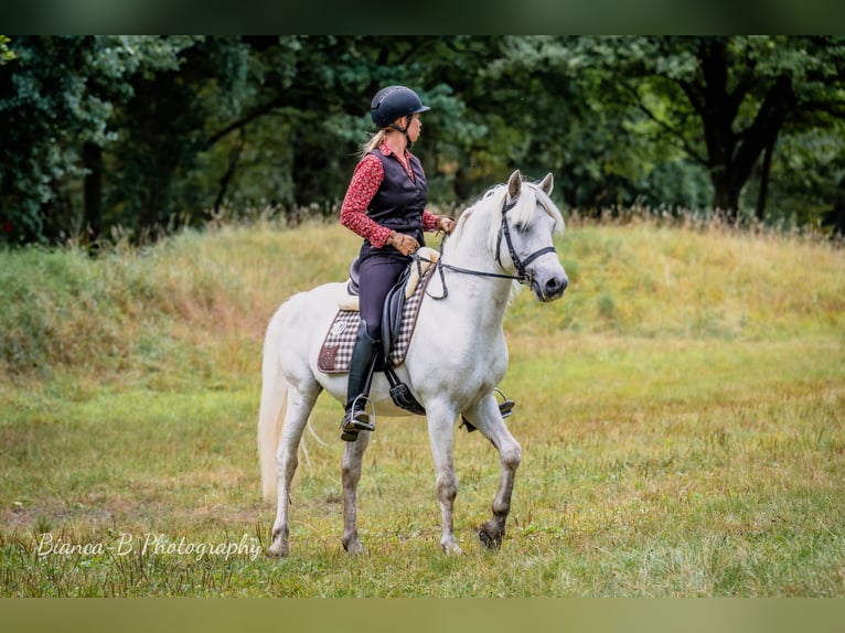 Camargue Étalon Gris in Wesel