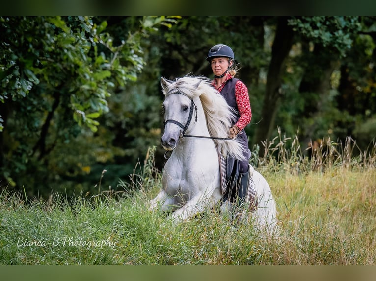 Camargue Étalon Gris in Wesel
