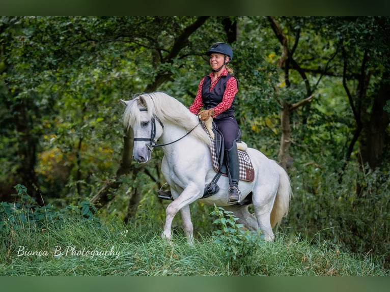 Camargue Étalon Gris in Wesel