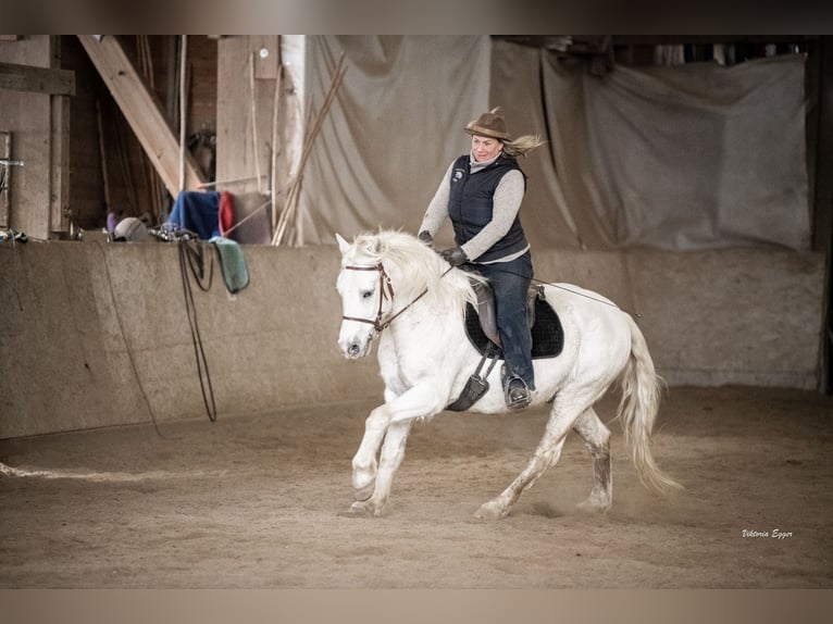 Camargue Gelding 10 years 14.1 hh Grey in Scheffau am Wilden Kaiser