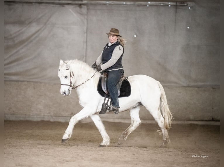 Camargue Gelding 10 years 14,1 hh Grey in Scheffau am Wilden Kaiser