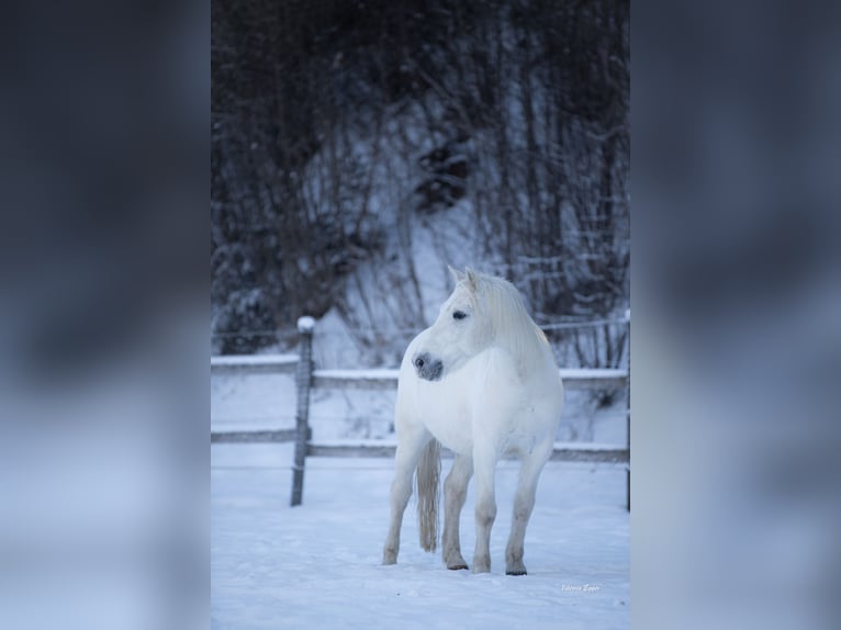 Camargue Gelding 10 years 14,1 hh Grey in Scheffau am Wilden Kaiser