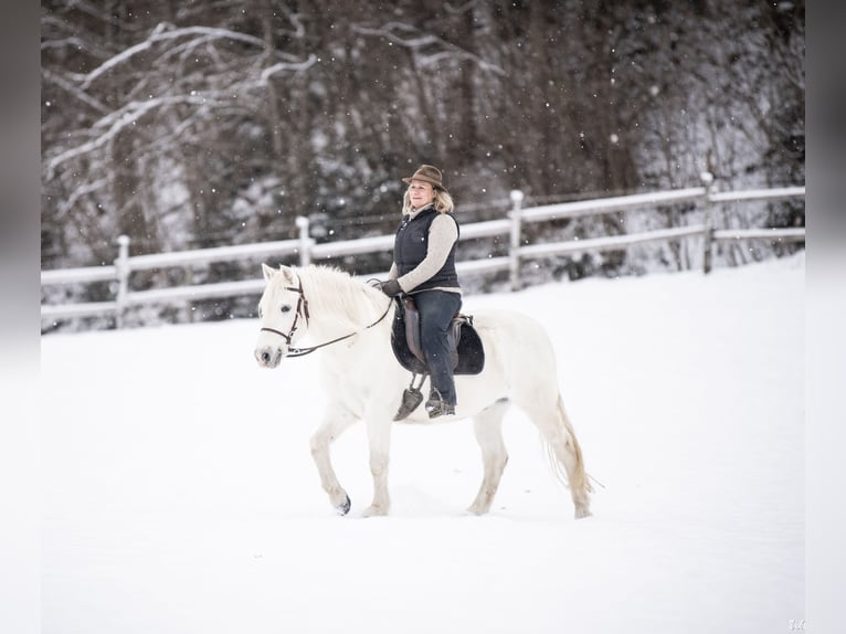 Camargue Gelding 10 years 14,1 hh Grey in Scheffau am Wilden Kaiser