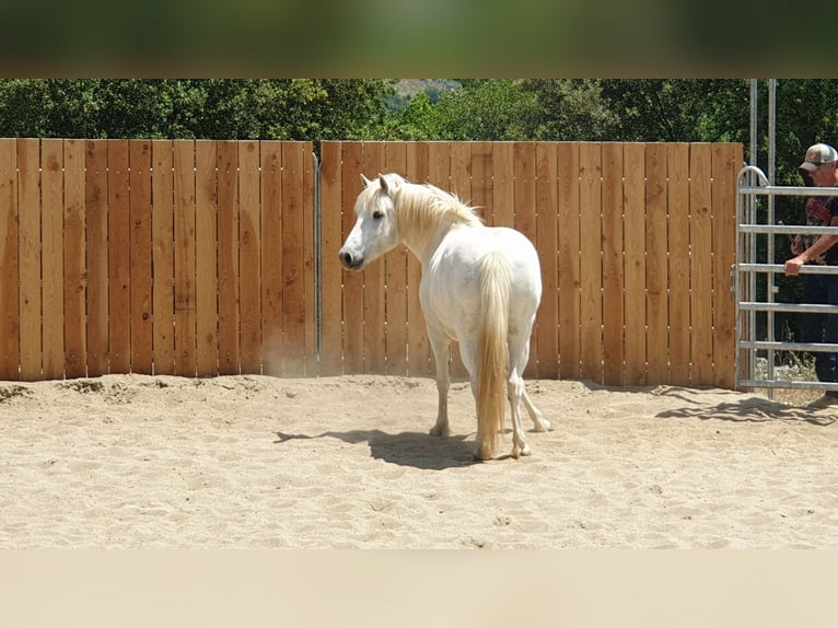 Camargue Gelding 11 years 14 hh Gray in Zerf