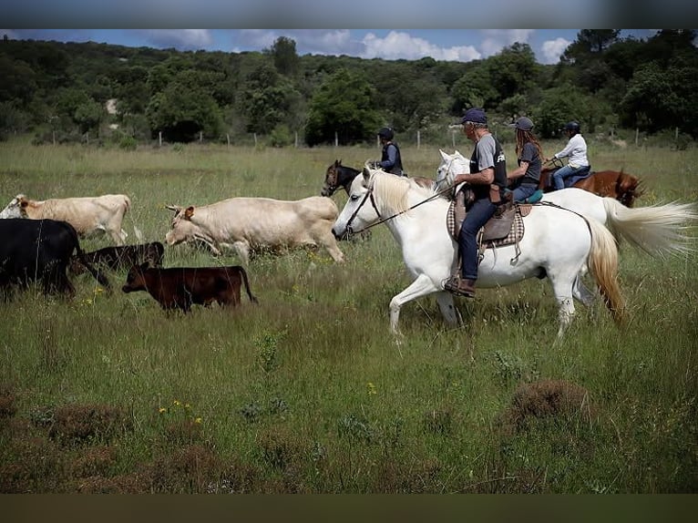 Camargue Gelding 11 years 14 hh Gray in Zerf