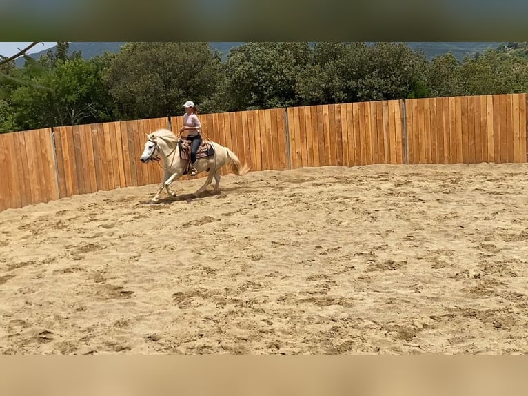 Camargue Gelding 11 years 14 hh Gray in Zerf