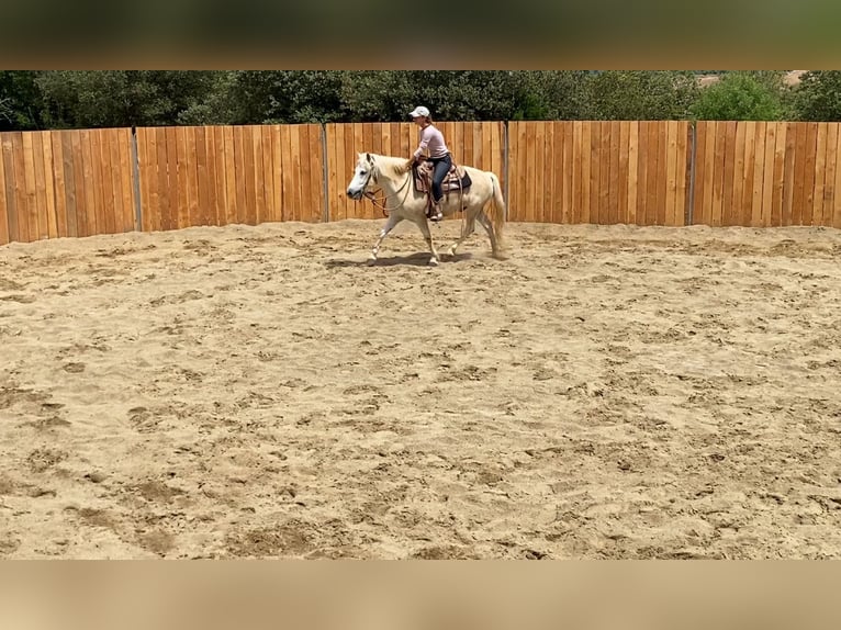 Camargue Gelding 11 years 14 hh Gray in Zerf