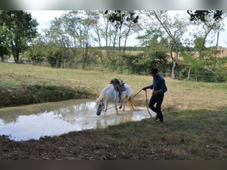 Camargue Gelding 11 years 14 hh Gray in Zerf