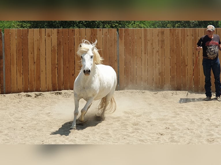 Camargue Gelding 11 years 14 hh Gray in Zerf