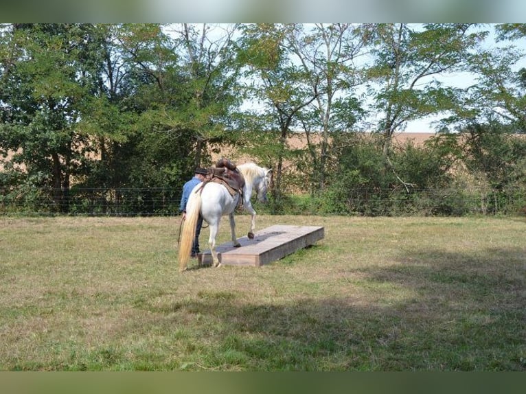 Camargue Gelding 11 years 14 hh Gray in Zerf