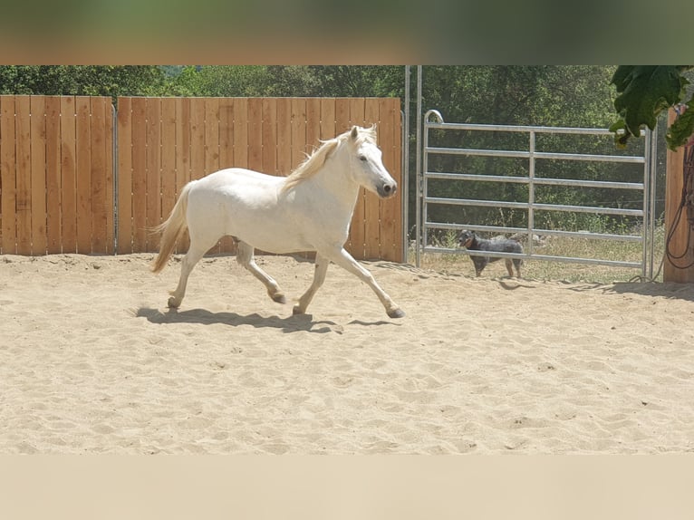 Camargue Gelding 11 years 14 hh Gray in Zerf