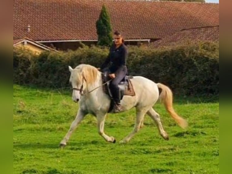 Camargue Gelding 12 years 13,3 hh Gray in Saint-Jean-sur-Reyssouze