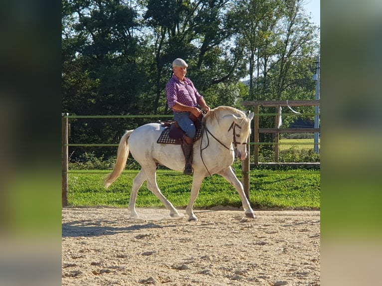 Camargue Gelding 12 years 13,3 hh Gray in Saint-Jean-sur-Reyssouze