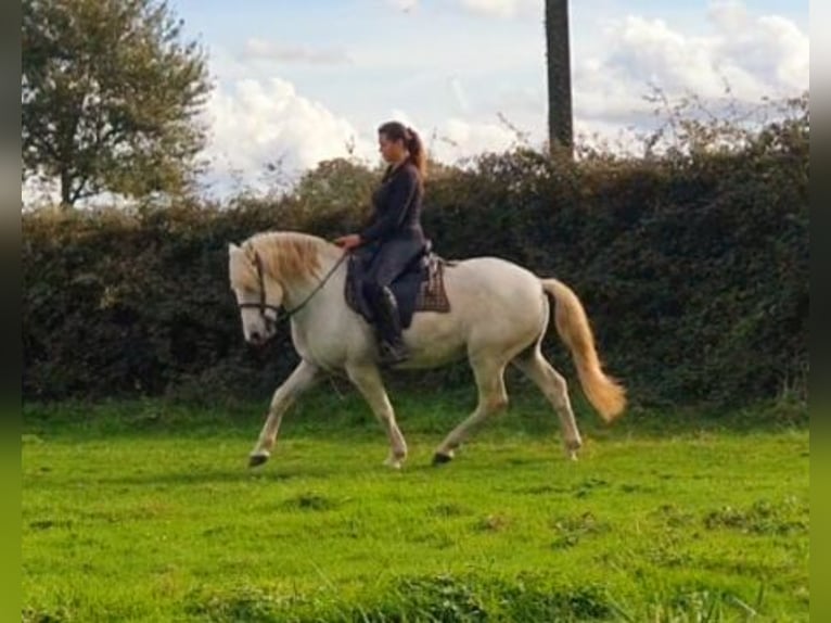 Camargue Gelding 12 years 13,3 hh Gray in Saint-Jean-sur-Reyssouze