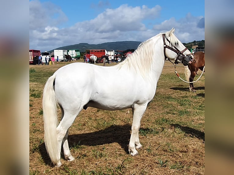 Camargue Gelding 12 years 13,3 hh Gray in Saint-Jean-sur-Reyssouze