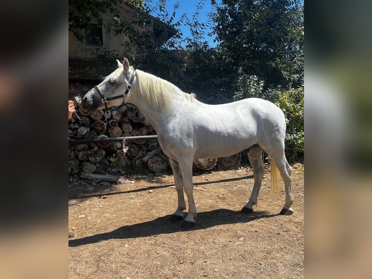 Camargue Gelding 12 years 14,1 hh Gray in Arles