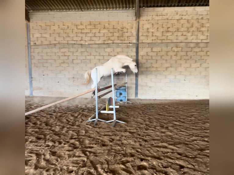 Camargue Gelding 12 years 14,1 hh Gray in Arles