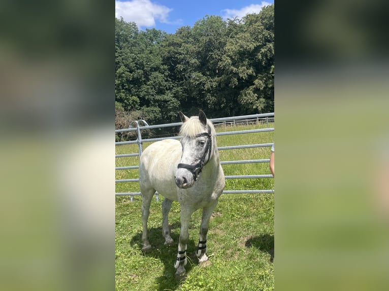 Camargue Mix Gelding 13 years 13.2 hh Grey-Dapple in Gempen