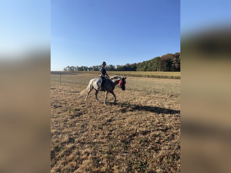 Camargue Mix Gelding 13 years 13.2 hh Grey-Fleabitten in Gempen